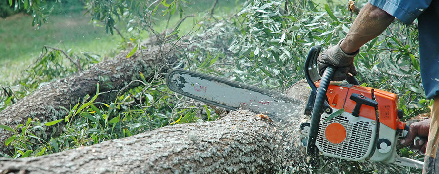 tree service worker with chainsaw